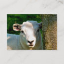 Recherche de petit agneau cartes visite Agriculture