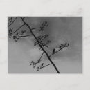 Recherche de oiseau noir et blanc cartes postales Silhouette