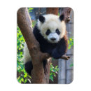 Recherche de chine magnets Asie orientale
