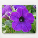 Recherche de pétunia tapis souris Jardin
