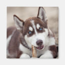 Recherche de malamute magnets Dog