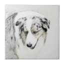 Recherche de berger australien carreaux Aussie