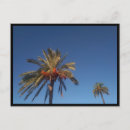 Recherche de ciel bleu clair cartes postales Palmiers