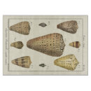 Recherche de coquille planches à découper Plage