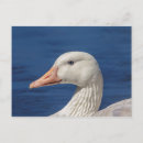 Recherche de oies canadiennes cartes postales Oiseau