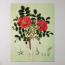Recherche de japonica posters Rose