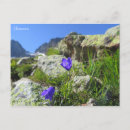 Recherche de fleurs françaises cartes postales Europe