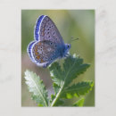 Recherche de insecte cartes postales Vert