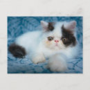 Recherche de animal noir et blanc cartes postales Mignon