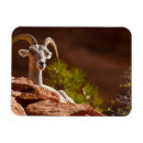 Recherche de mouflon magnets Usa