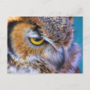 Recherche de grand hibou à cornes cartes postales Chouette à grande corne