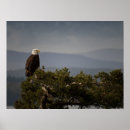 Recherche de oiseau américain posters Canada
