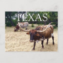 Recherche de longhorn du texas cartes postales Animaux