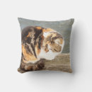 Recherche de chat chanceux Animal