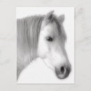 Recherche de portrait cheval blanc cartes postales Étalon