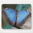 Recherche de morpho tapis souris Insecte