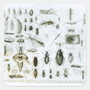 Recherche de entomologie autocollants Scarabée