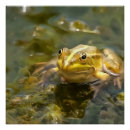 Recherche de grenouilles posters Faune