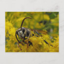 Recherche de frelon cartes postales Insectes