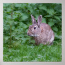 Recherche de photo sauvage posters Photographie