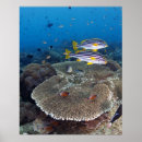 Recherche de créatures de vie marine posters Animaux