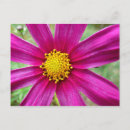 Recherche de fleur cosmos cartes postales Nature
