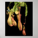 Recherche de plantes carnivores posters Plante de pitcher