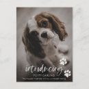 Recherche de adoption de chien Chiot