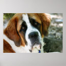 Recherche de bernard posters Saint