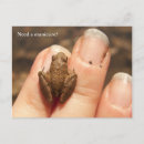 Recherche de petites grenouilles cartes postales Amphibien