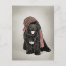 Recherche de black puppy cartes postales Adorable