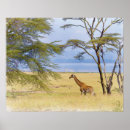 Recherche de wild africa posters Giraffe
