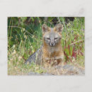 Recherche de canid cartes postales Faune