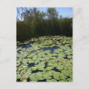 Recherche de étang de nénuphar cartes postales Étang à nénuphars