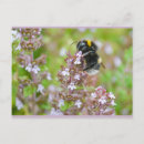 Recherche de thym cartes postales Jardinage