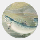 Recherche de chinook autocollants Saumon