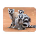 Recherche de animaux sauvages magnets Lémur