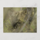 Recherche de petit loup cartes postales Nature