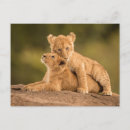 Recherche de lions cartes postales Kenya