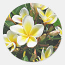 Recherche de plumeria autocollants Frangipani