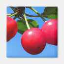 Recherche de merise Nourriture