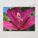 Recherche de fleurs des caraïbes cartes postales Floral