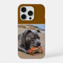 Recherche de staffy Drôle