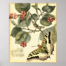 Recherche de les insectes posters Libellule