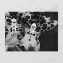 Recherche de orchidée noire cartes postales Orchidées