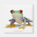 Recherche de humour de grenouille magnets Animal