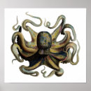 Recherche de zoologie posters Poulpe