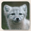 Recherche de kit dessous de verres Animal