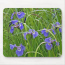 Recherche de iris sauvage Beauté
