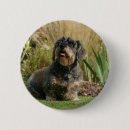 Recherche de poils badges Chien